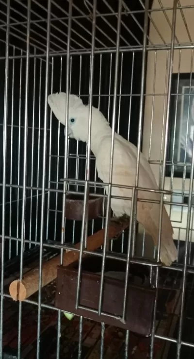 Kakadu Papağanı 10 Aylık