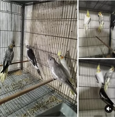 Yavru Sultan Papağanları Renk Güzelleri