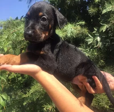King Doberman Mükemmel Yavrularımız