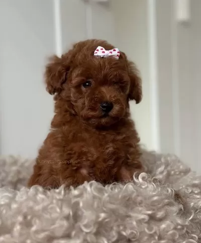 Sağlıklı Yavru Toy Poodle