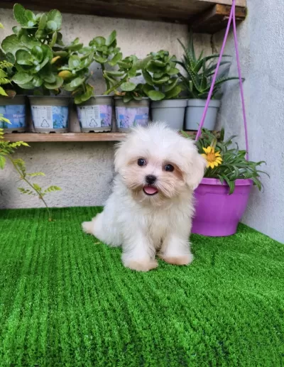 Teacup Dişi Kore Maltese
