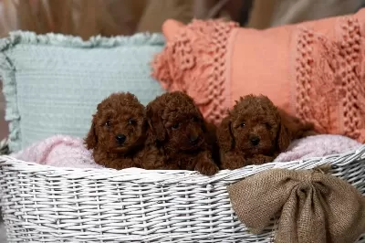 Toy Poodle Yavrularimiz
