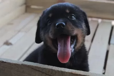 Hayalinizdeki Rottweiler Yavrusu Sizi Bekliyor