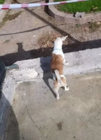 3 Aylık Yavru