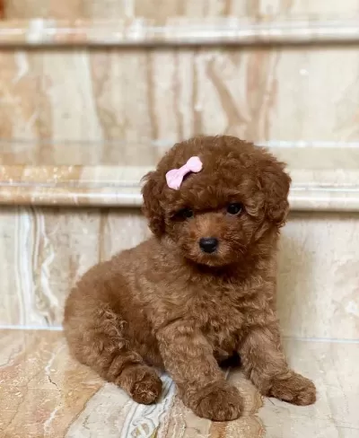 Sağlıklı Sevimli Toy Poodle