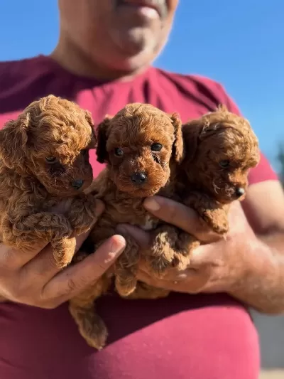 Büyümeyen Aşili Wc Eğitimli Premium Toy Poodle