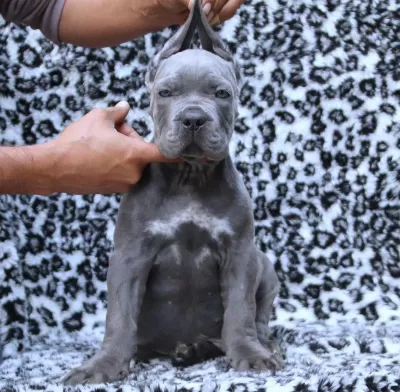 Fci-kif Secereli Safkan Cane Corso Yavrular