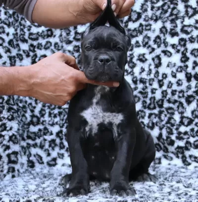 Fci-kif Secereli Safkan Cane Corso Yavrular