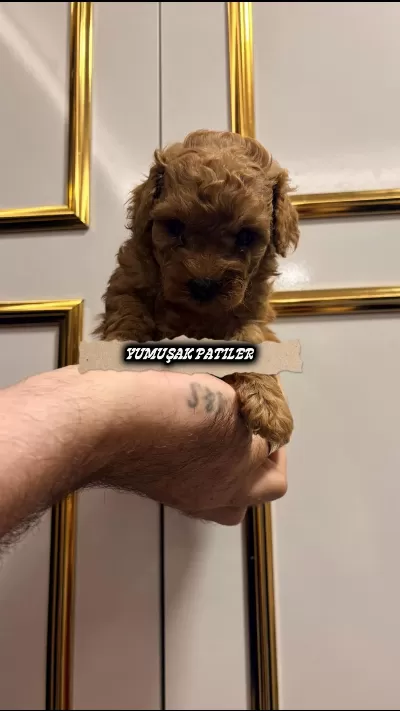 Sevimli İrk Toy Poodle