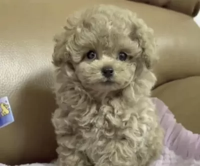 Toy Poodle Cins Yavru