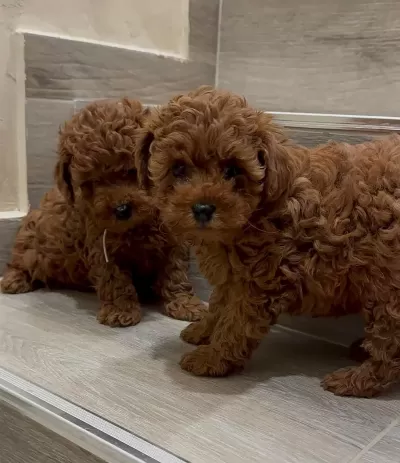 Toy Poodle Veteriner Kontrollü Yavrularimiz