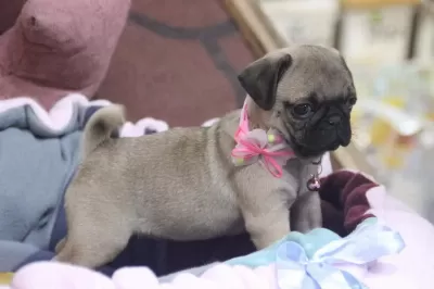 Sağlıklı Pug Yavrular
