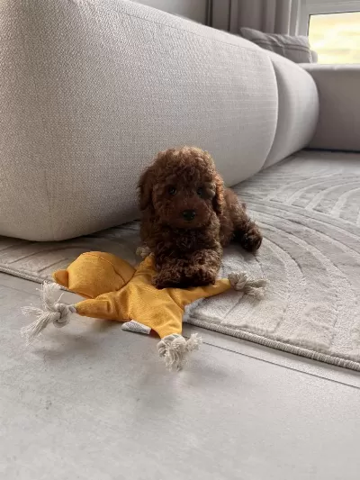 İrk Garantili Toy Poodle Yavrular