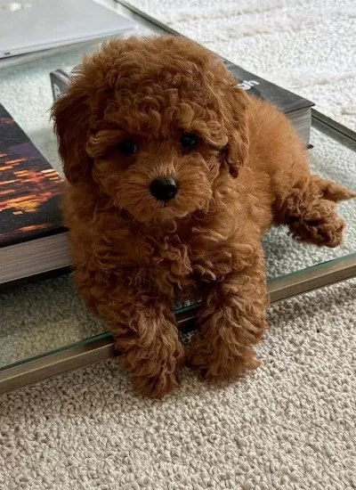 İrk Güzeli Toy Poodle