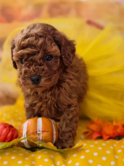 Kusursuz Yüz Ve Tüy Anatomisine Sahip Toypoodle