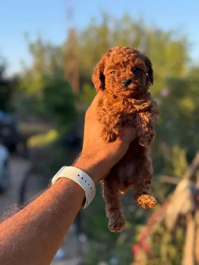 Aşili Çiş Eğitimli Orjinal Toy Poodle Bebekler
