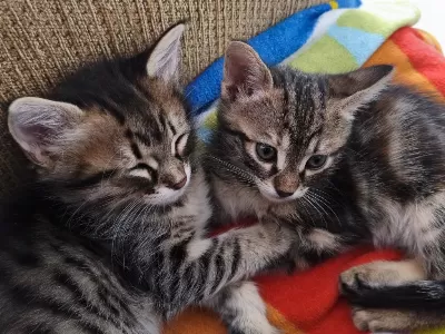 Harika Melez Kedimiz