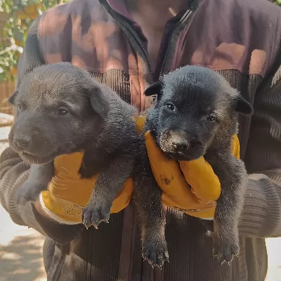 SAFKAN BELÇİKA KURDU MALINOIS YAVRULARI 5 ERKEK-5 DİŞİ