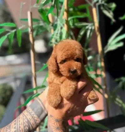 Luvpaw Ayrıcalığı Ile Kore Poodle Yavrular