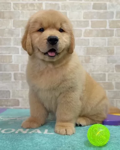 Golden Retriever Bebekler Sağlık Ve İrk Garantili Teslim