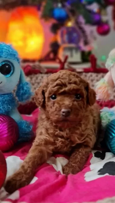 Şecereli Teacup Toy Poodle Yavrularımız