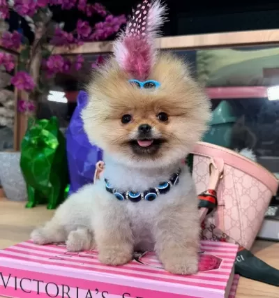 Pomeranian Üreti M Çi Ftli Ği Nden
