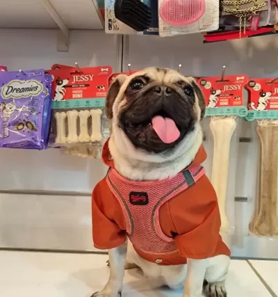 Zeka Küpü Safkan Pug Moobs Kiz