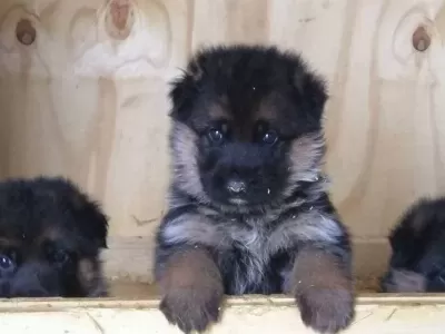 Alman Çoban Köpeği Yavrulari