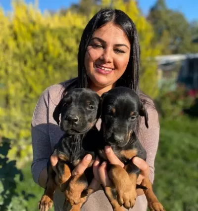 Safkan Doberman Yavrularimiz