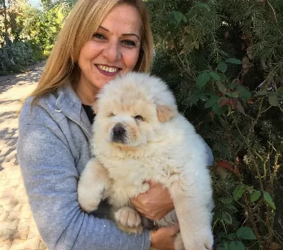 Irk Garantili Mükemmel Chow Chow Yavrularımız