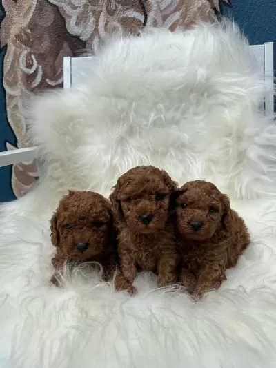 Seçkin Poodle Yavrular Ziyarete Açik Aşili