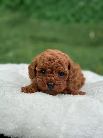 Ruhsatli Poodle Evinden Çok Sayida Poodle Bebek