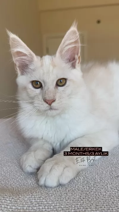 Her İle Bizzat Teslim Xxl 3 Aylık Maine Coon Yavruları