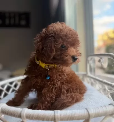 Neşe Bombası Minik Oyuncak Boy Toypoodle