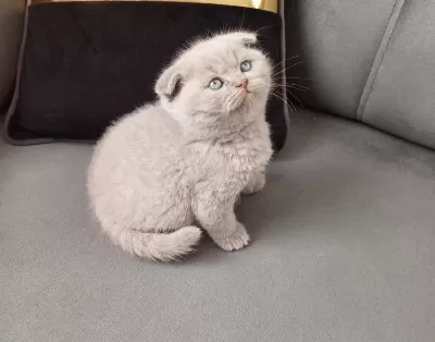 Küçük Scottish Fold Minnoşum