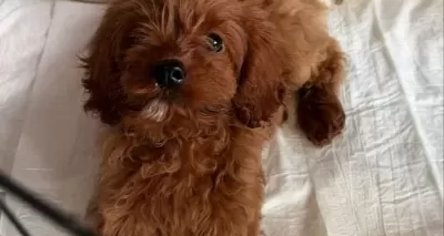 Annem Izin Vermediği Için Ücretli Sahiplendiriyorum