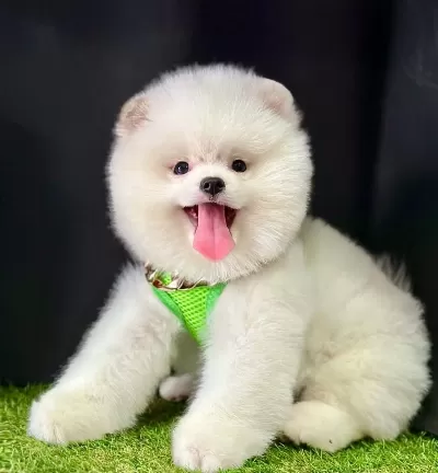 Pomeranian Boo Ayicik Surat Bebeklerimiz