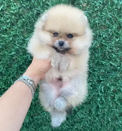 Orange Pomerian Boo