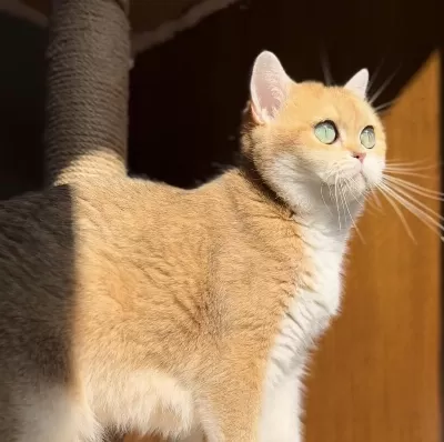 Kısırlaştırma Şartıyla Golden Ny11 British Shorthair