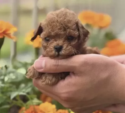 Toy Poodle Kore Minyatür Hepsi Mevcut