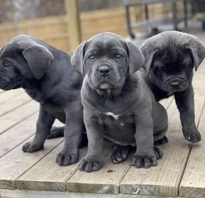 Safkan Dişi Ve Erkek Blue Cane Corso Yavrularımız