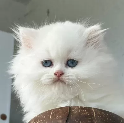 Mavi Gözlü British Longhair