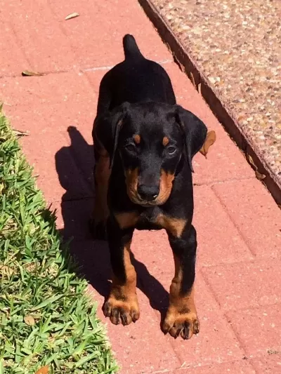 Sağlik Ve İrk Garantili İsteğe Özel Estetik Doberman