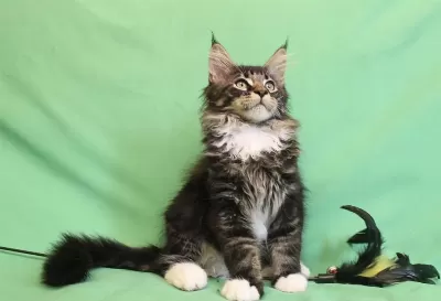 Dev Maine Coon Erkek Üst Kaliteli