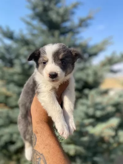 Show Kalite Safkan Border Collie Yavrularımız