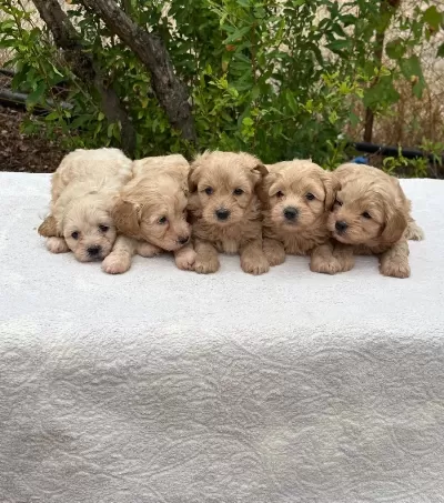 Sağlıklı Orjinal Maltipoo Bebeklerim