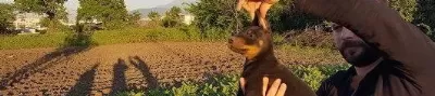 Irk Garanti̇li̇ Doberman Yavrulari