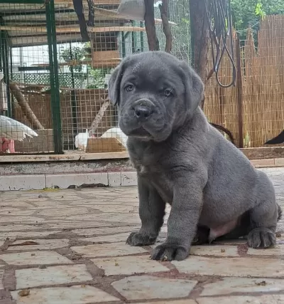 A Kali Te Cane Corso
