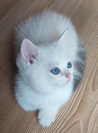 Safkan British Shorthair