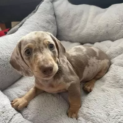 Dachshund Bebekler Bir Çok Seçenek İle Çiftliğimiz
